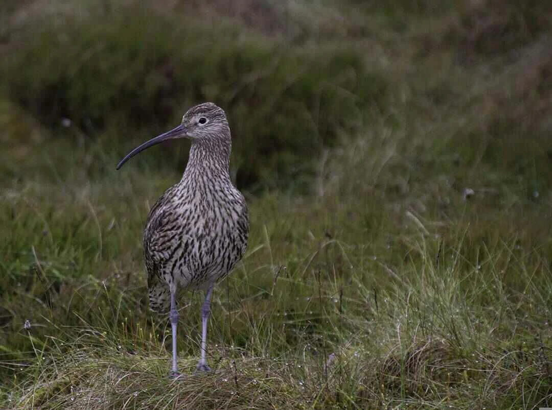 Eurasian Curlew wide